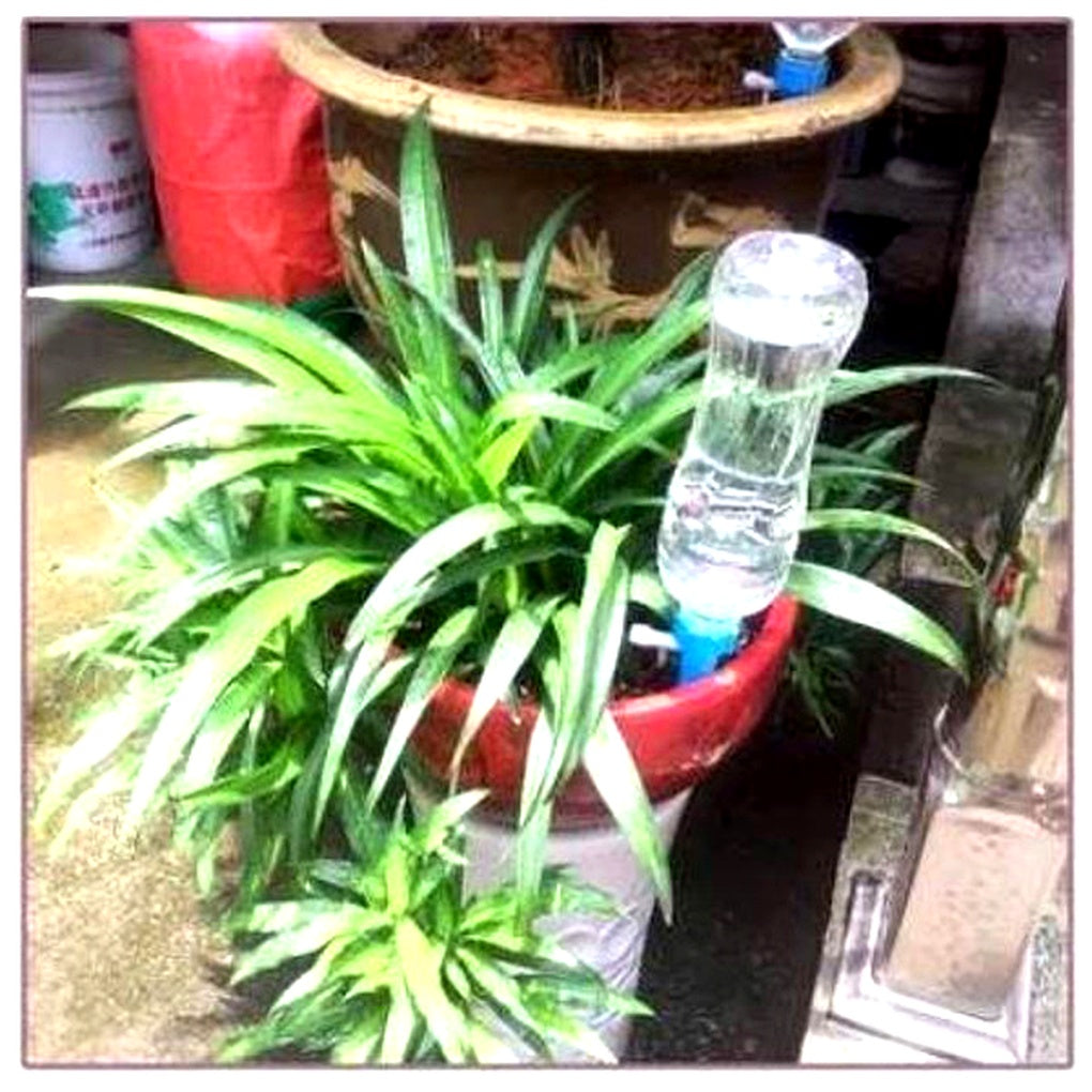 Picos de rega automática pack 12 unidades com fluxo ajustável para plantas em vaso