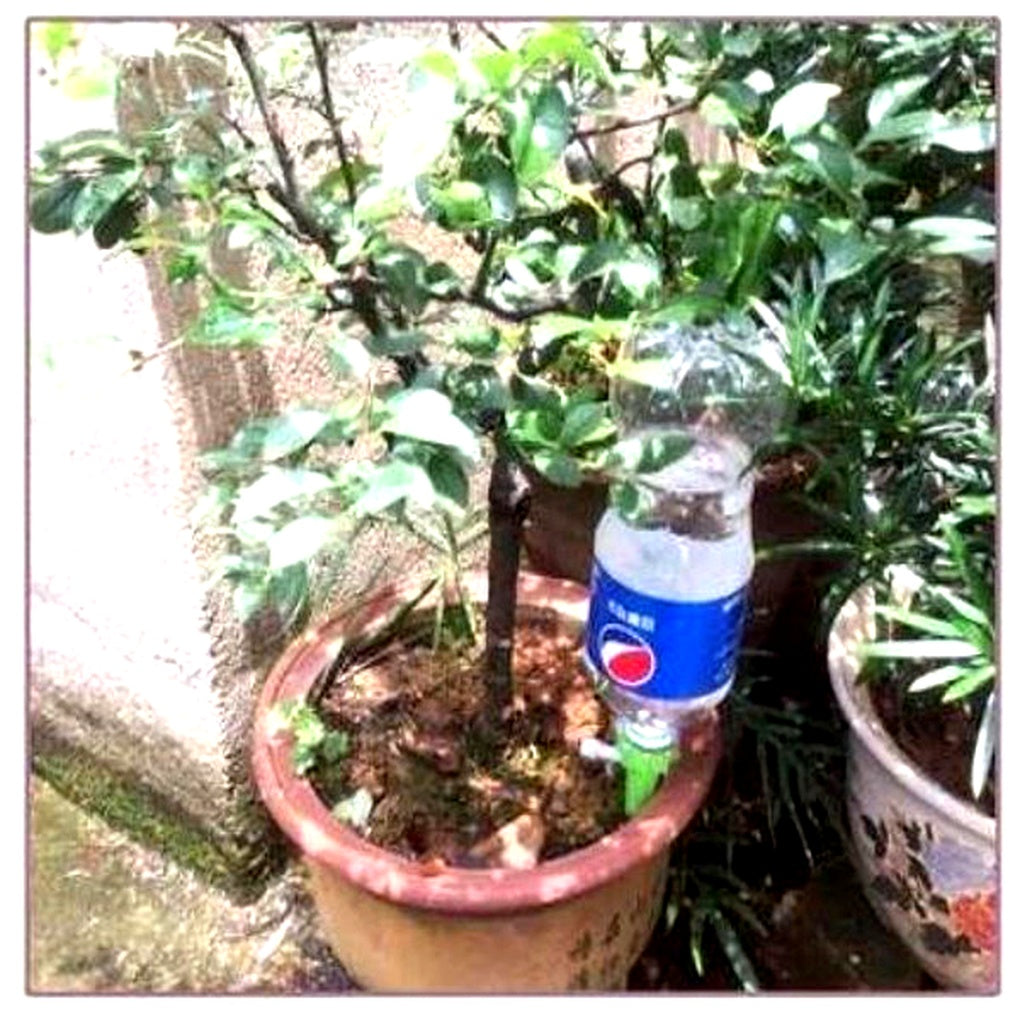 Picos de rega automática pack 12 unidades com fluxo ajustável para plantas em vaso